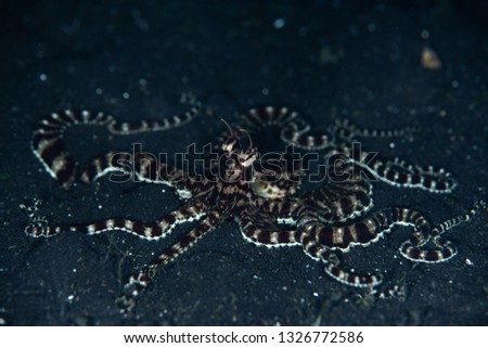 A rare Mimic octopus crawls across a black sand slope in Lembeh Strait, Indonesia. This bizarre species can imitate the shape and behavior of other species it encounters in its environment. 