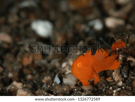 A Juvenile frog fish on hard coral macro in Cebu Philippines 