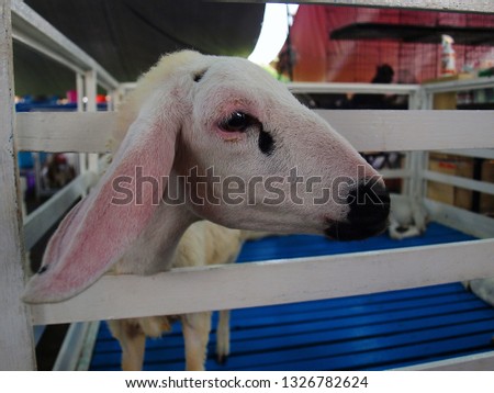 Young goat in a white stall Appeared at the front of the wooden stall with a lovely manner.