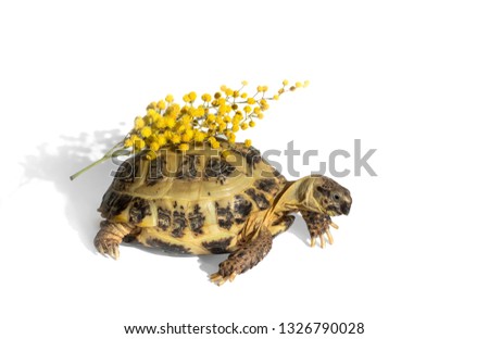 Asian tortoise drags a spring Easter symbol flower mimosa on its shell, isolated on white background.