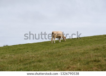 picture of a cow at the Cliffs of Moher