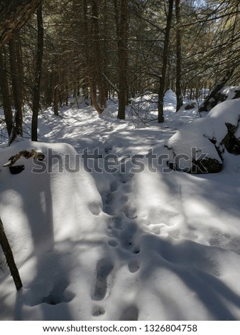 wildlife tracks in the snow. They found the break in the stonewall