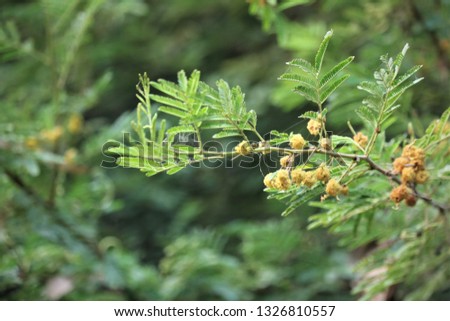 Gum arabic beautiful tree branch