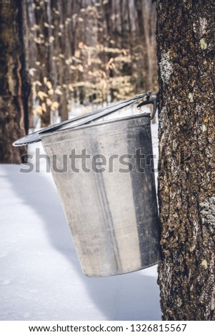 Maple syrup season. Droplets of maple sap falling into a metal bucket.