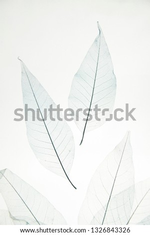 transparent leaves on a white background  Royalty-Free Stock Photo #1326843326