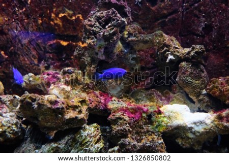 Popular marine aquarium fish. Close-up.