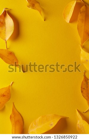 yellow autumn leaf isolated on yellow background, top view copyspace