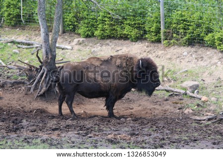 Buffalo Herd in Safari Park