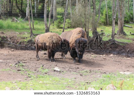 Buffalo Herd in Safari Park