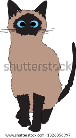 Siamese cat vector