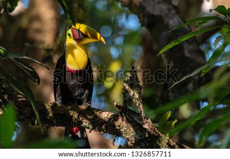 A Yellow-throated Toucan in Costa Rica