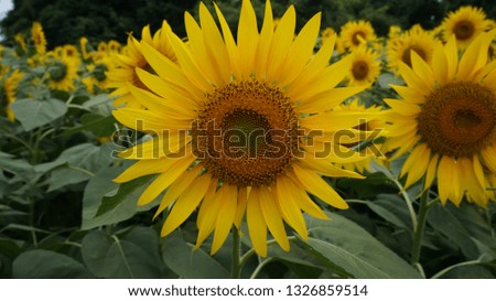Japan / Sunflower field