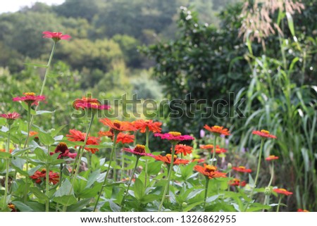 red flowers in the meadow
