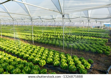 Fresh organic lettuce seedlings in a greenhouse