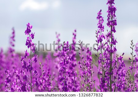 Consolida ajacis purple flowers  Royalty-Free Stock Photo #1326877832