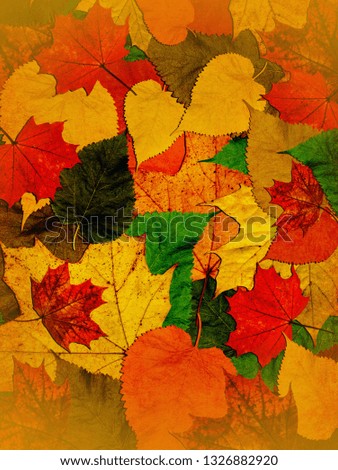 Autumn marvelous colorful leaves background