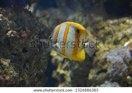 Tropical fish Butterflyfish