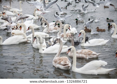 
Beautiful white swans. Big birds in the wild.