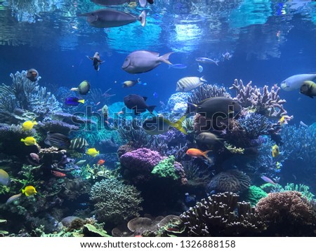 Picture of under the sea with colorful fish and coral