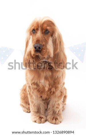 Cocker Spaniel dog wearing a blue bow tie sitting down isolated against a white background