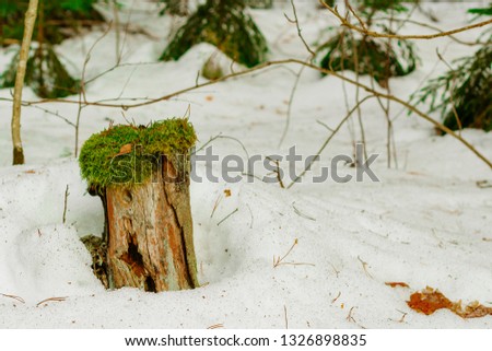Stump overgrown with moss in the snow