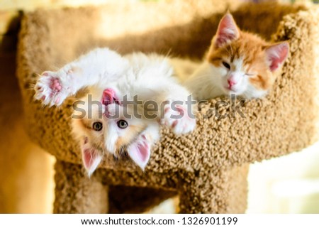 two kittens are red and white with pink paws lying on a stove bench. one yawns and stretches Royalty-Free Stock Photo #1326901199