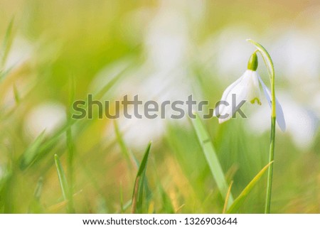 Common snowdrop Galanthus nivalis flowers blooming in sunlight on a green meadow. small focus depth technique.
