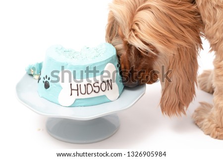 Close up of a Cocker Spaniel dog eating a dog birthday cake against a white background