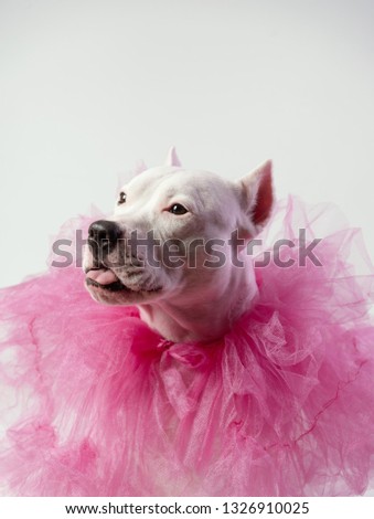 Cute white staffordshire bull terrier wearing a tulle pink collar in front of white. Dog is licking muzzle