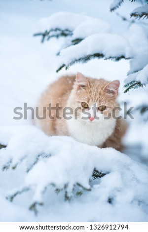 Cute funny red fluffy cat with a pink nose sits in the snow under the tree, winters concept Royalty-Free Stock Photo #1326912794