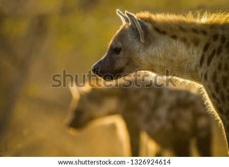 Backlit brown spotted hyena portrait