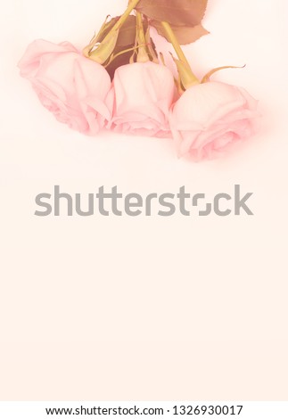 gently pink roses on a coral background. soft focus