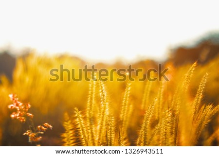 Selective focus Grass flowers of meadow during the sunrise. Shadow of plants with light in warm tone. beautiful Evening time on the hill. picture in nature nackground.The image depicts loneliness with