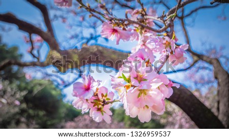 Close up of pink flowers on an almond tree branch isolated against blue sky. Beautiful blooming flowers of almond tree in spring at Quinta de los Molinos city park downtown Madrid, Spain