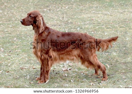 Typical Irish Red Setter  in the public park.