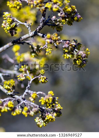 Blooming flowers of the Cornelian Cherry Dogwood (Cornus mas) in early Spring