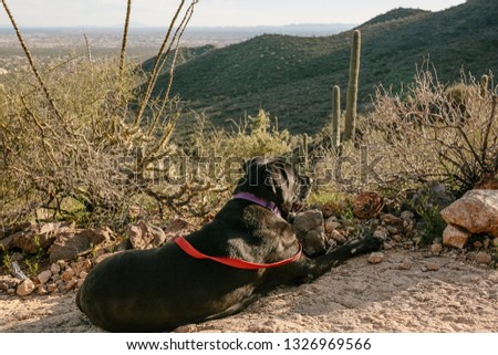 Large Lab/Mastiff Mix Taking a Break on a Hike in the Arizona Desert