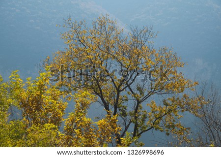 Tree in the Taihang Mountains in late autumn