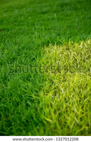 Details of green meadow grass for football field with fresh texture on the right bottom corner.