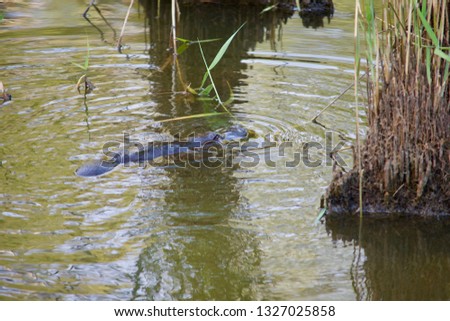Platypus floating in a lake in a wild in Australia