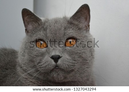 Big british cat with golden eyes close up