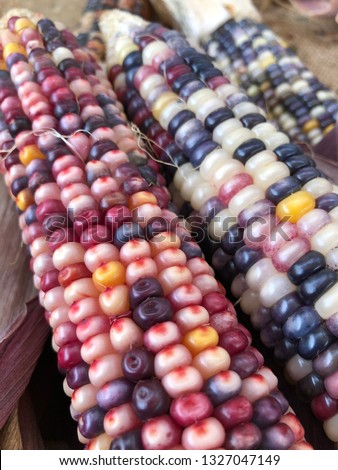 Closeup of multicolor corn