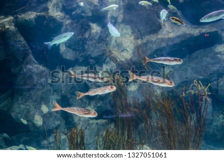Photo Picture an Aquarium Full of Beautiful Tropical Fishes