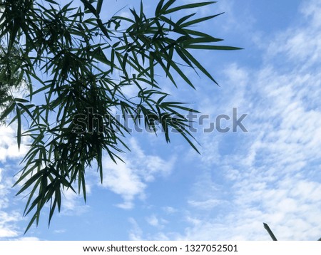 Ratchaburi,Thailand - 2018,July 23 : The picture of  The leaves of the green bamboo In the vegetable garden in Ratchaburi