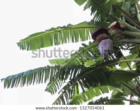 Ratchaburi,Thailand - 2018,July 23 : The picture of  Leaves and fruit of banana trees which are green In the vegetable garden in Ratchaburi