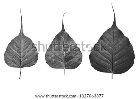 Blurred for Background.Black Sacred fig leaf (Bo Tree,Ficus religiosa L., Bohhi Tree , Pipal Tree) on white background.Clipping Path.