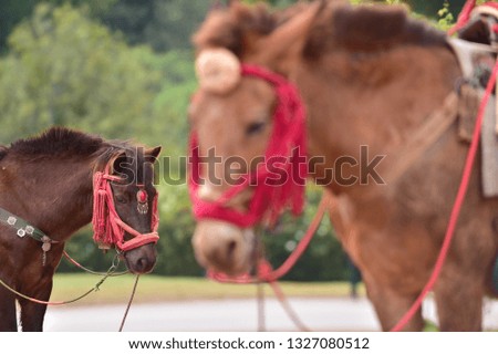 Beautiful mountain horses