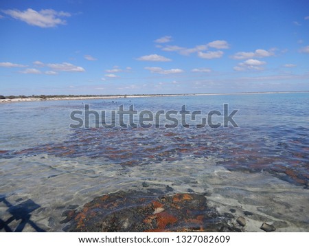 Coral through clear water