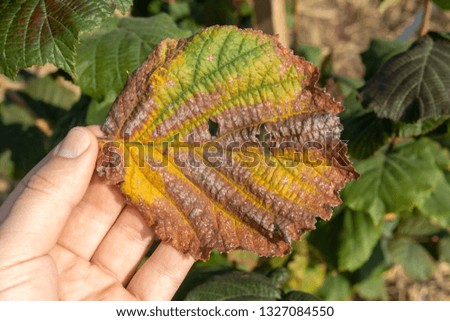 Hazelnut leaf damaged by a pest closeup in  man's hand. Industrial nut cultivation and beetle protection