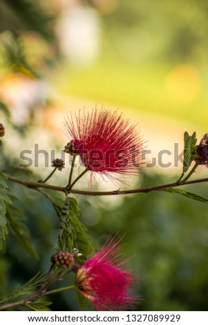Indian persian silk tree flower